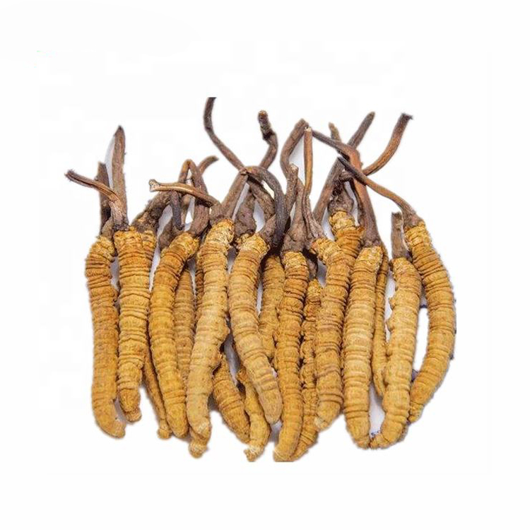 Bulk Natural Health Supplement Cordyceps Sinensis Extract Polysaccharide 20% Powder