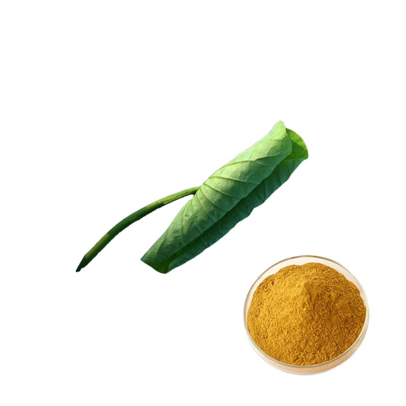 Organic Wild-Cultivated Lotus Leaf Extract Powder Nuciferine Supplement for Weight Loss Vitamin-Active Herb Halal Bottle