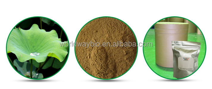 Organic Wild-Cultivated Lotus Leaf Extract Powder Nuciferine Supplement for Weight Loss Vitamin-Active Herb Halal Bottle