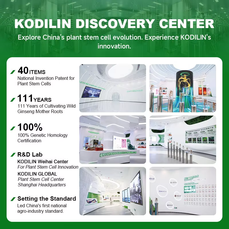 KODILIN Professional Supplier Stress Relief Energy Focus Nutraceutical Raw Material Pure Liquid Extract of Ginseng Adventitious