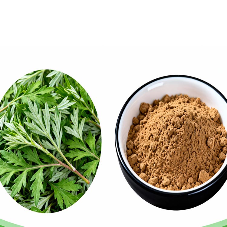 Mimosa Pudica Herbal Extract Powder | Natural Plant-Derived Food Grade Raw Material for Cosmetic Personal Care Extraction