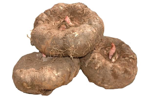 Phytoceramides