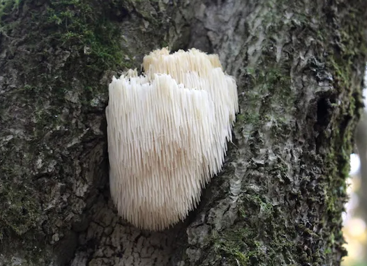 Pure Bulk Hericium Erinaceus Hericium Erinaceus Powder Hericium Erinaceus Extract