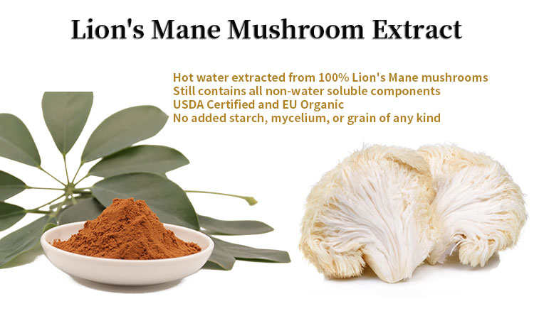 Lions Mane Mushroom Dual Extract Triterpenes 4.0 Hericenones Erinacines Bulk Powder