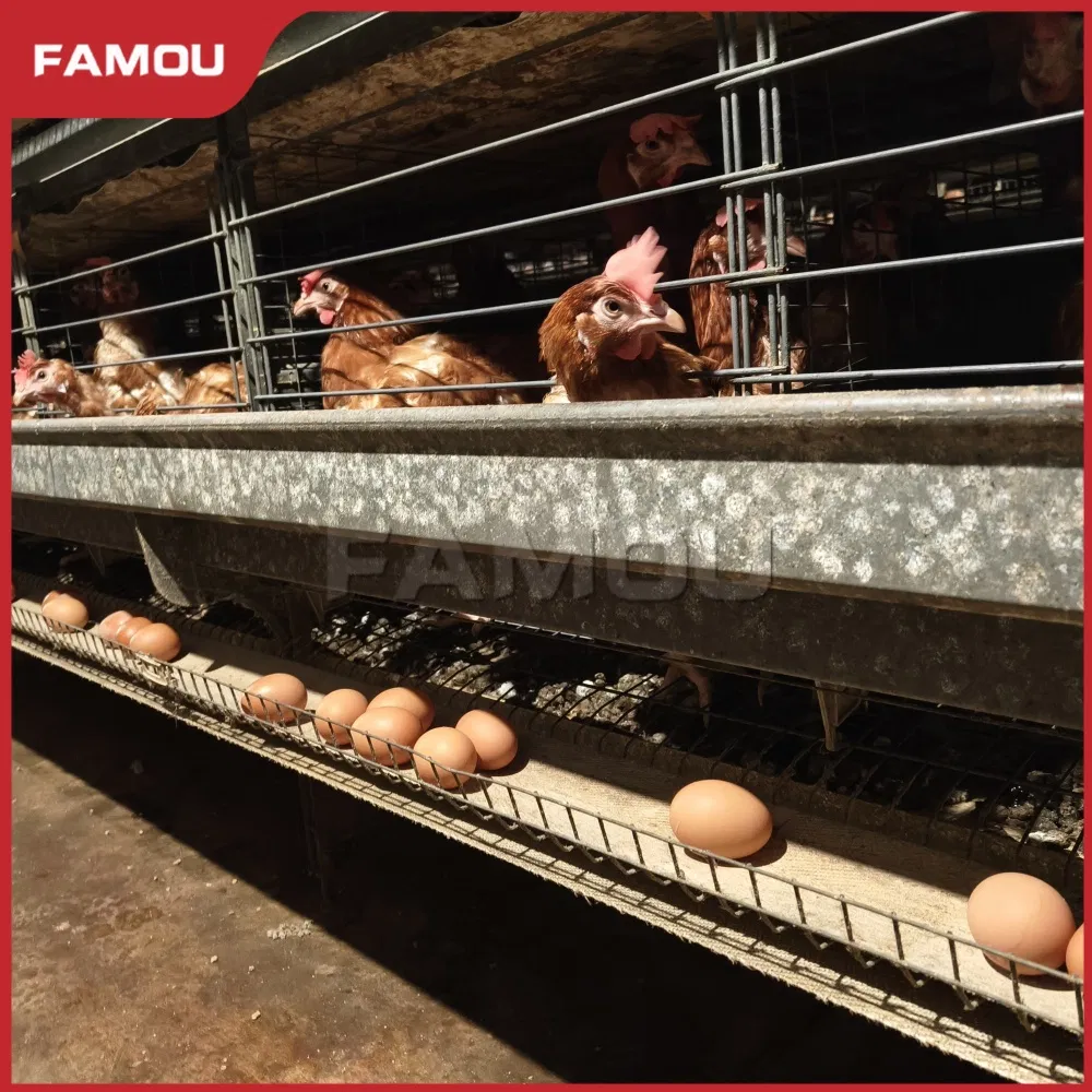 Fully Automatic Poultry Equipment with Multiple Protection and Alarm Equipment Ladder Type Automatic Feeding System