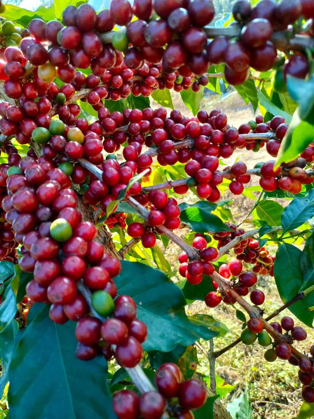 Coffee Beans