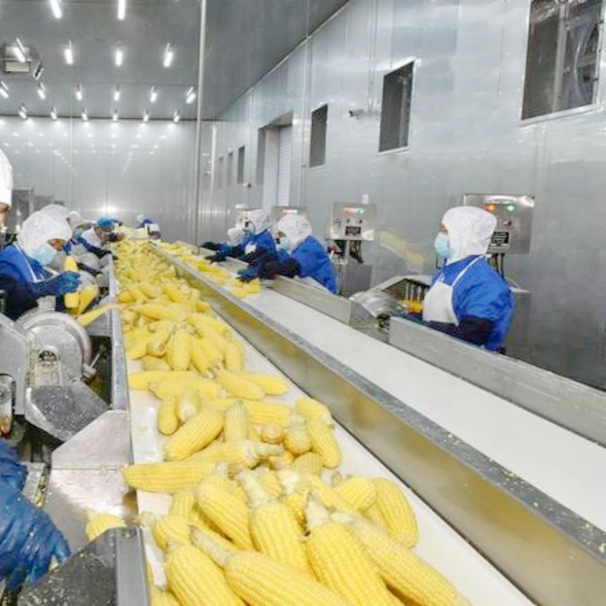 Línea de procesamiento automático de enlatado de maíz joven, línea de producción de frijoles horneados enlatados, garbanzos y soya