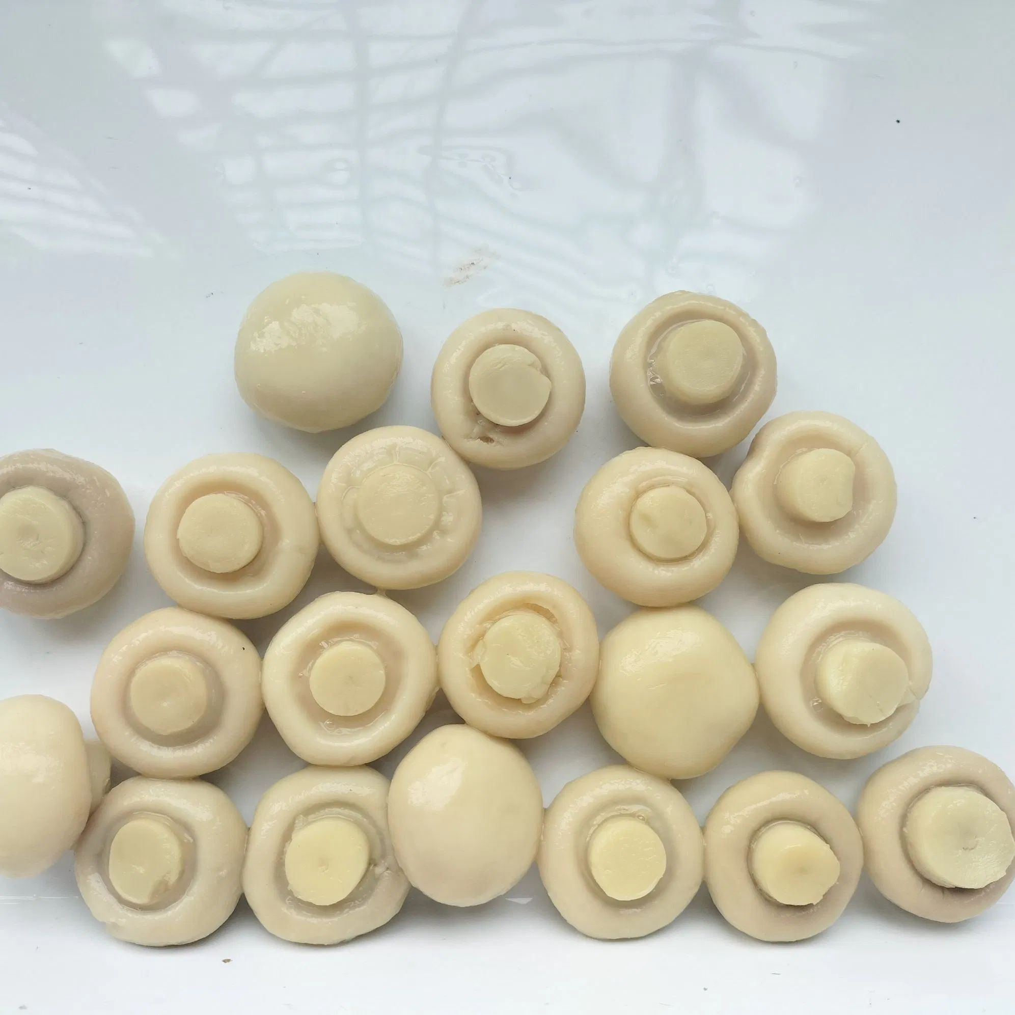 Champiñón enlatado, champiñón entero, en rodajas en salmuera proveedor