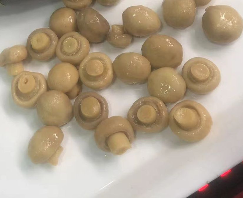 Champiñón enlatado entero proveedor de China buen precio 400g/425g/600g/820g/2950g
