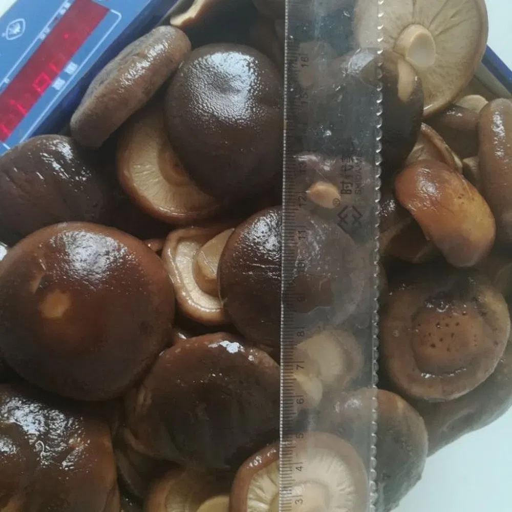 Rebanadas de tallo de champiñón shiitake enlatado ecológico para almuerzo de oficina