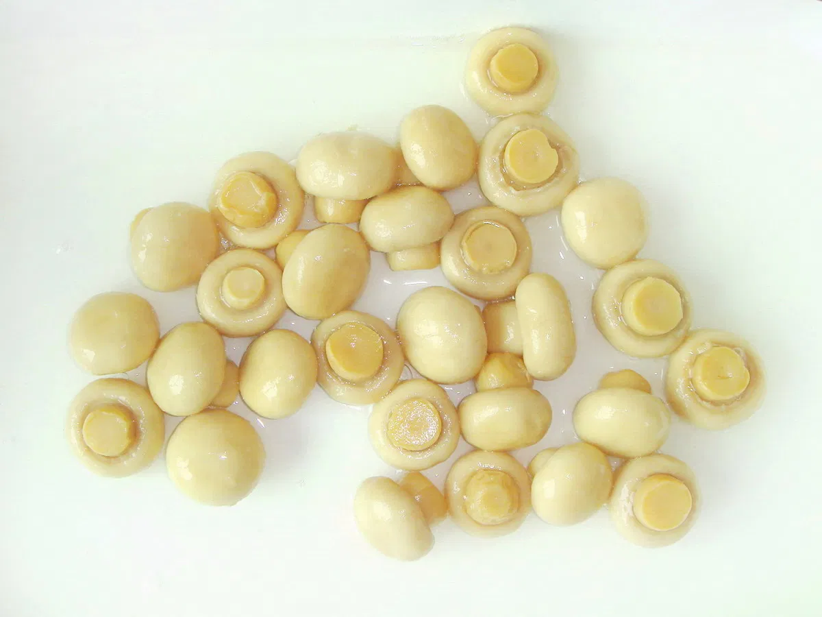 Salud China Fábrica Precio Barato Verdura Fresca Champiñón Enlatado