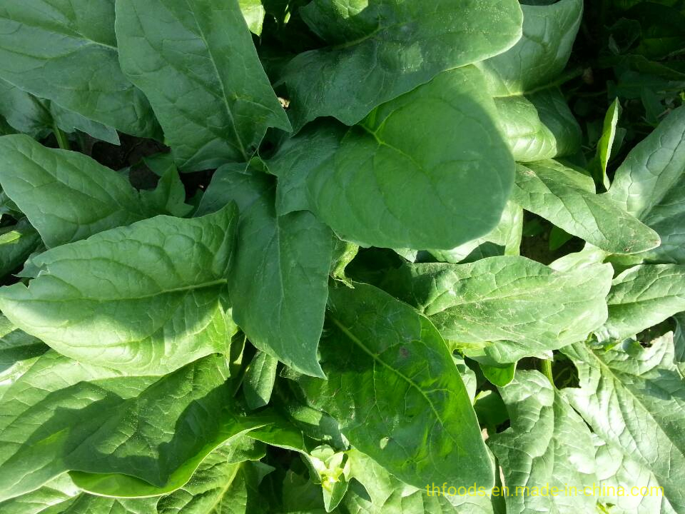 Espinacas picadas IQF a bajo precio de proveedor experimentado