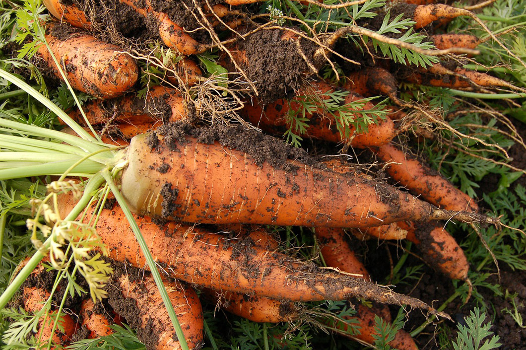 Verduras Congeladas IQF Dados de Zanahoria, 5*5mm, 10*10mm Zanahoria Picada