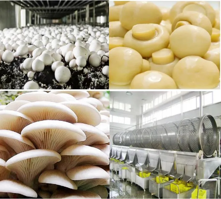 Pasos de producción de enlatado