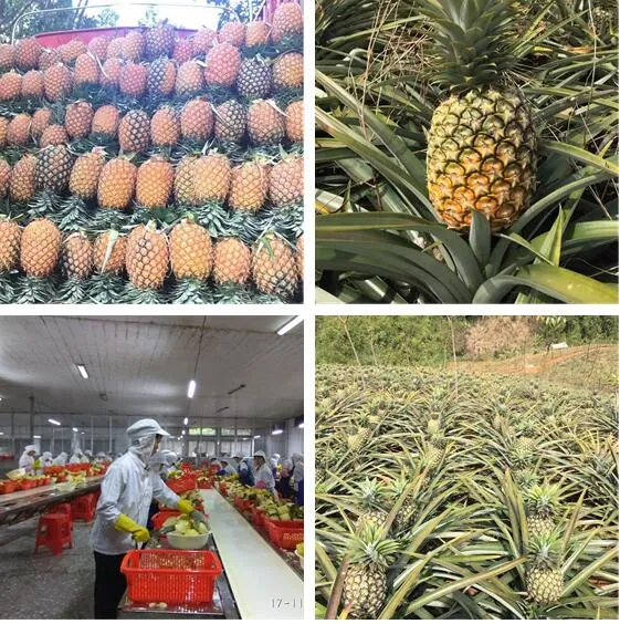 Materia prima seleccionada