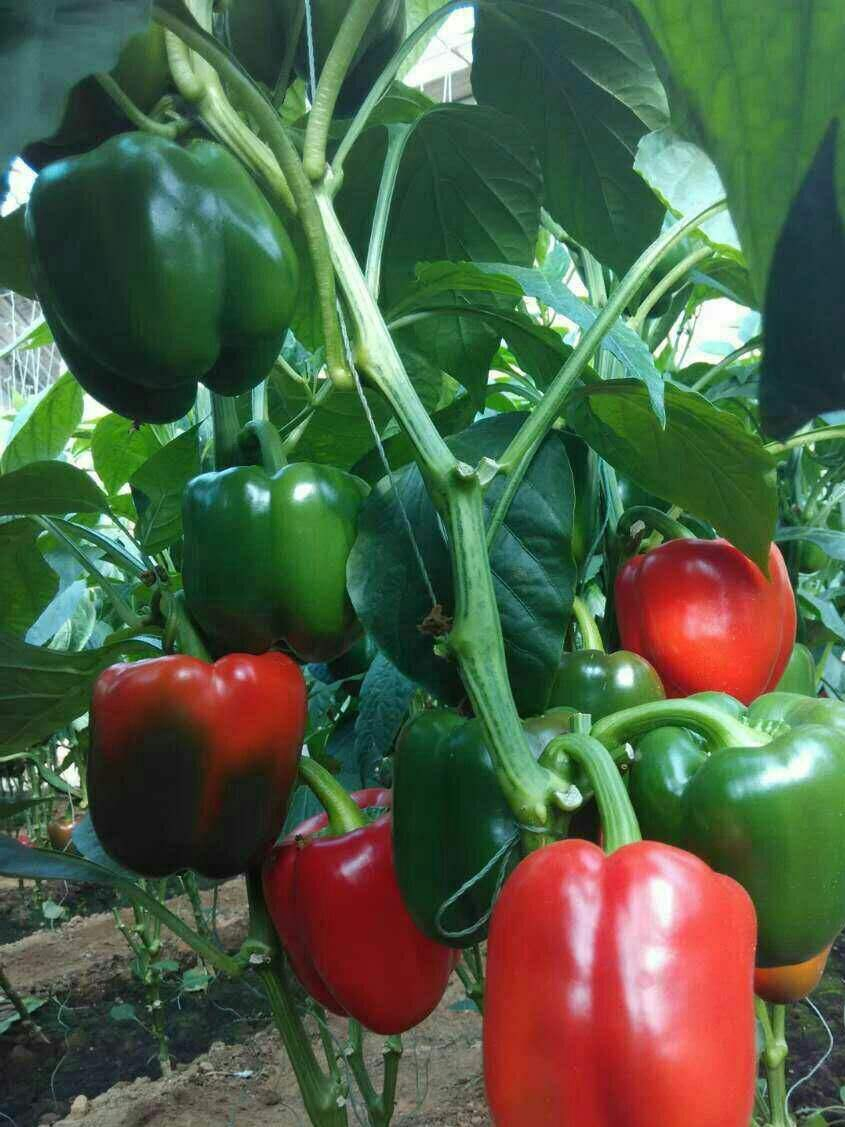 Pimiento morrón mixto IQF congelado, mezcla de pimientos
