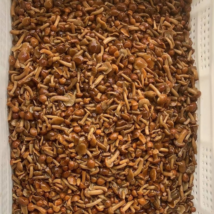 Champiñón Nameko entero enlatado marinado cocido al vapor natural para cocinar en la cocina