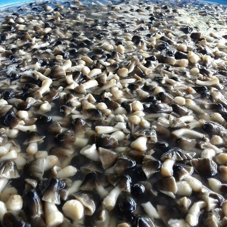Champiñones enlatados enteros en salmuera