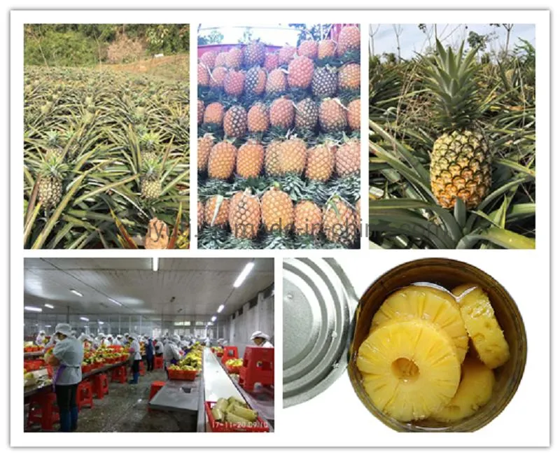 Trozos de piña enlatados de alta calidad