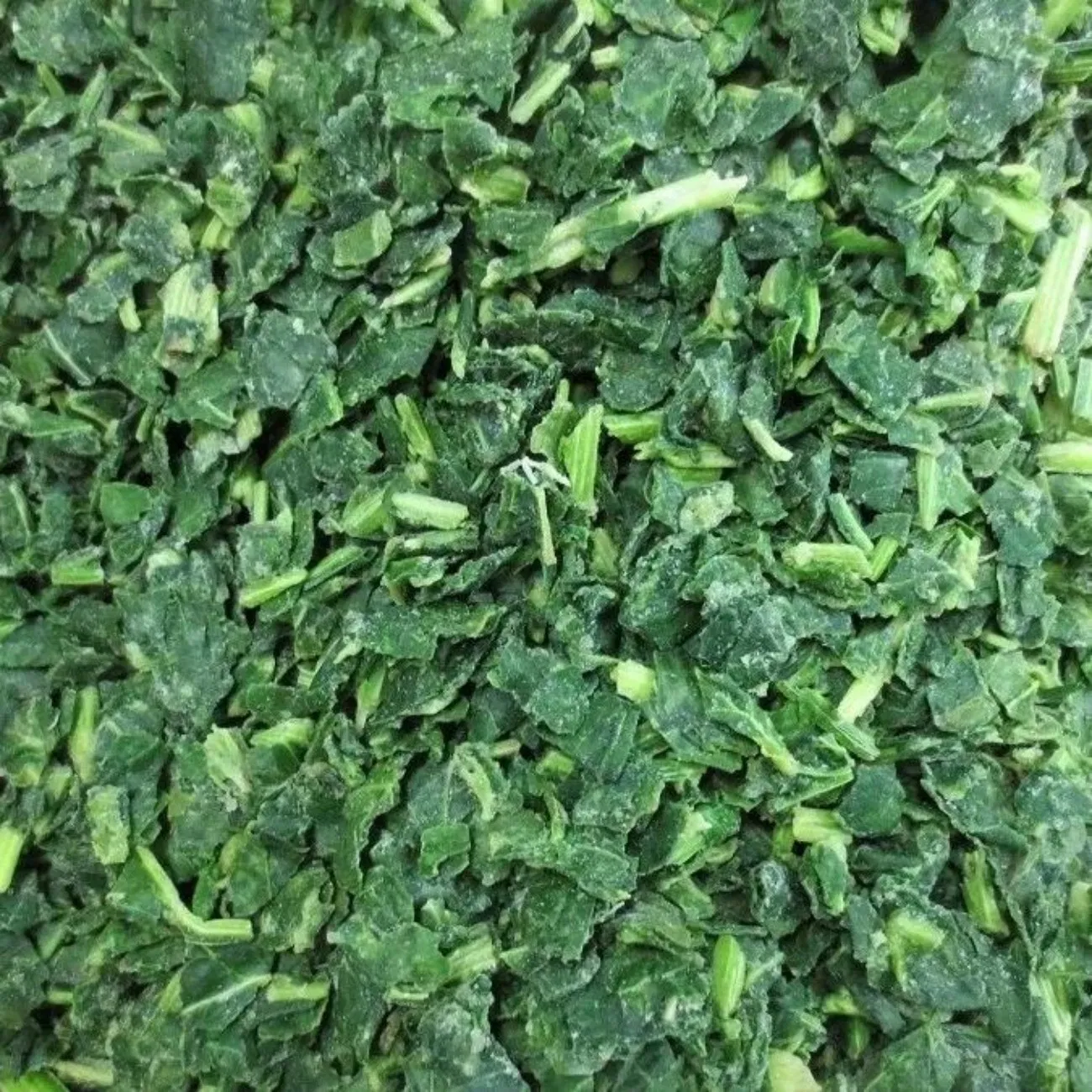 Plantas de procesamiento de alimentos y fabricantes de alimentos enlatados que buscan un inventario estable de materias primas y soluciones de precios competitivos directamente de fábrica Bloque de espinacas Bqf
