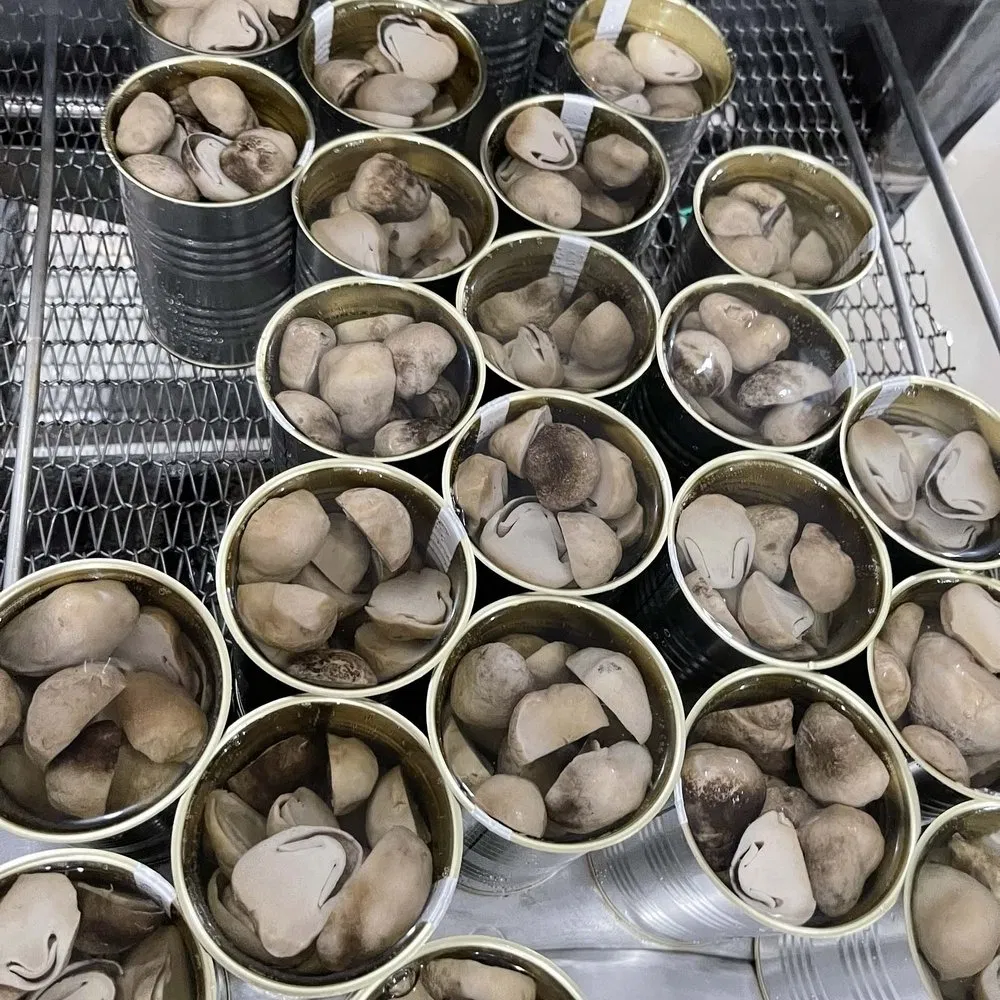 Champiñón enlatado al vapor estandarizado y ecológico para cadenas de comida rápida