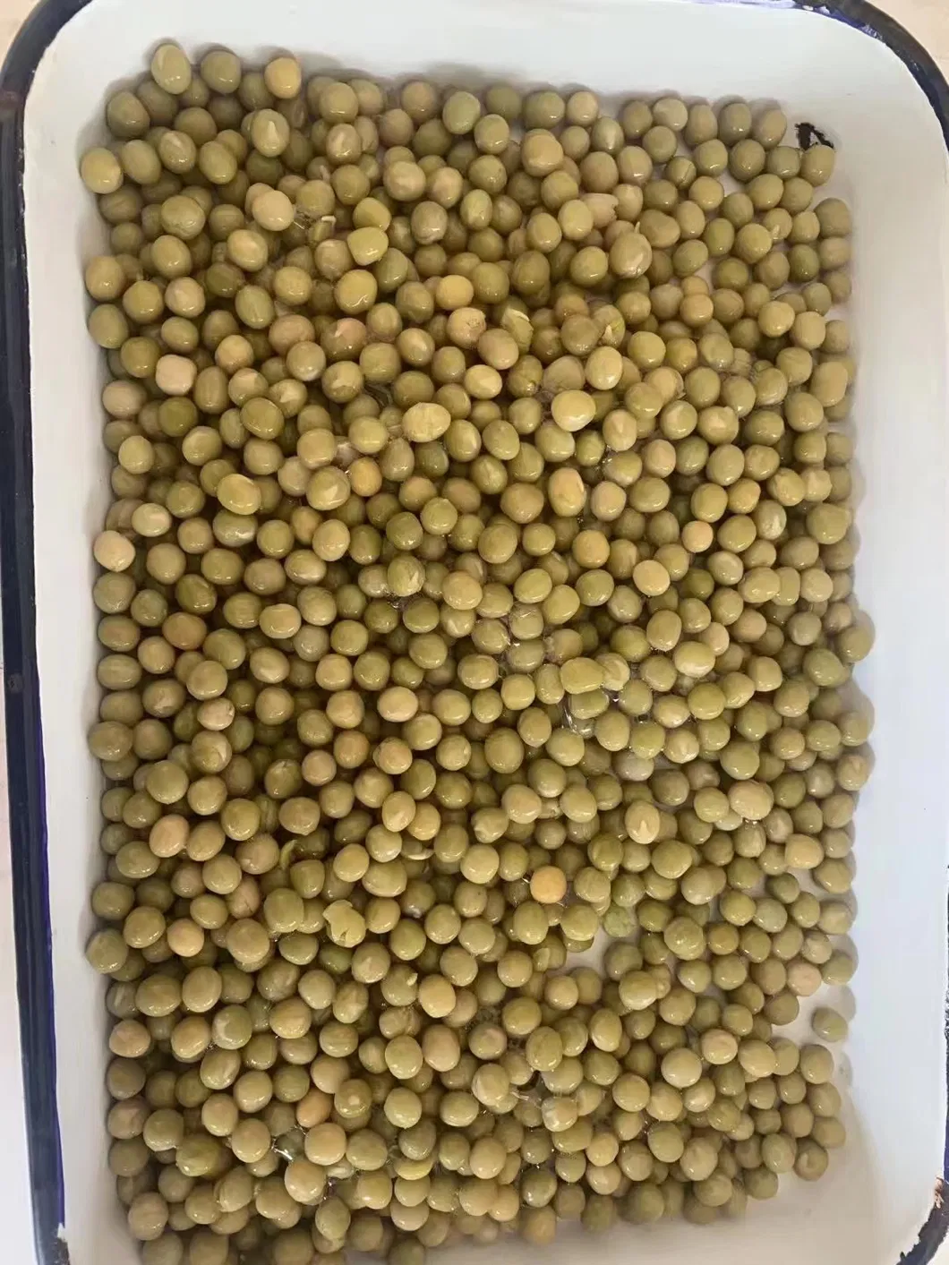 Guisantes verdes enlatados frescos en salmuera verduras enlatadas