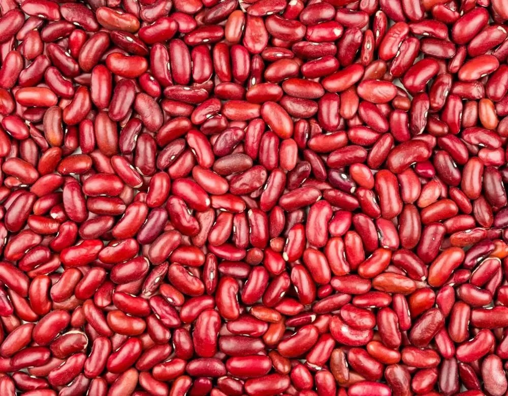 2024 Mejor Precio Frijol Rojo en Lata para Mayoristas