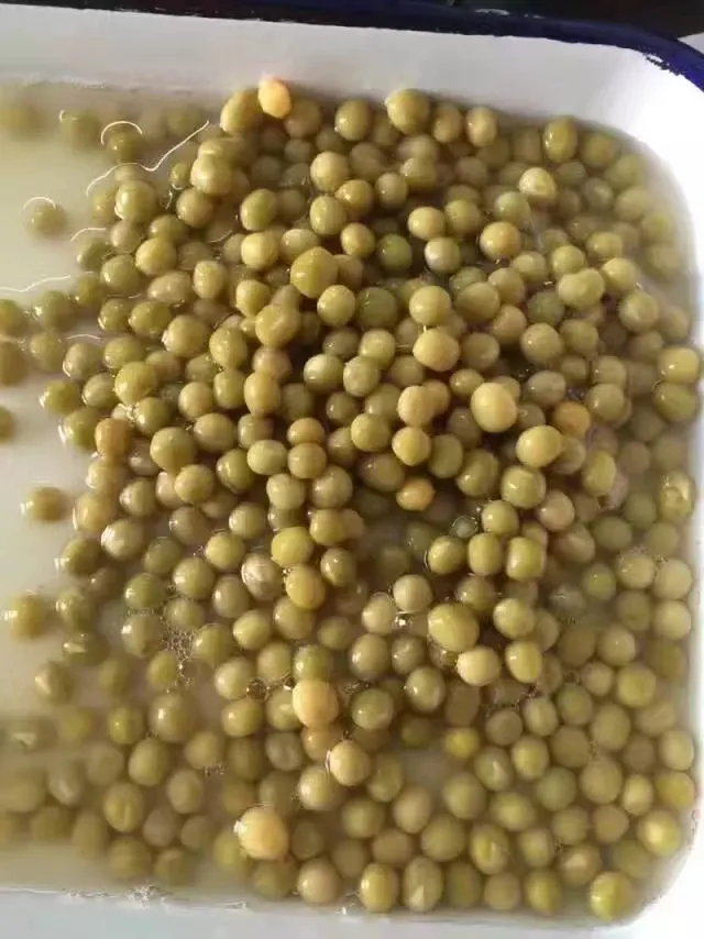 Guisantes verdes enlatados frescos en salmuera verduras enlatadas