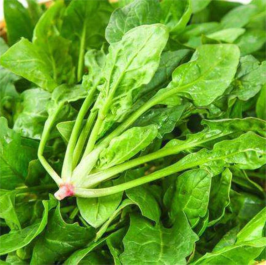 Bola de espinaca congelada, bola de espinaca de hoja