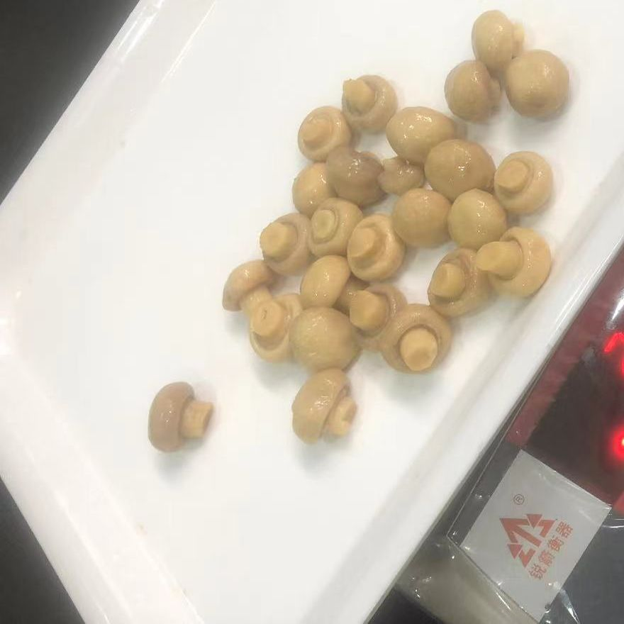 Champiñón enlatado entero proveedor de China buen precio 400g/425g/600g/820g/2950g