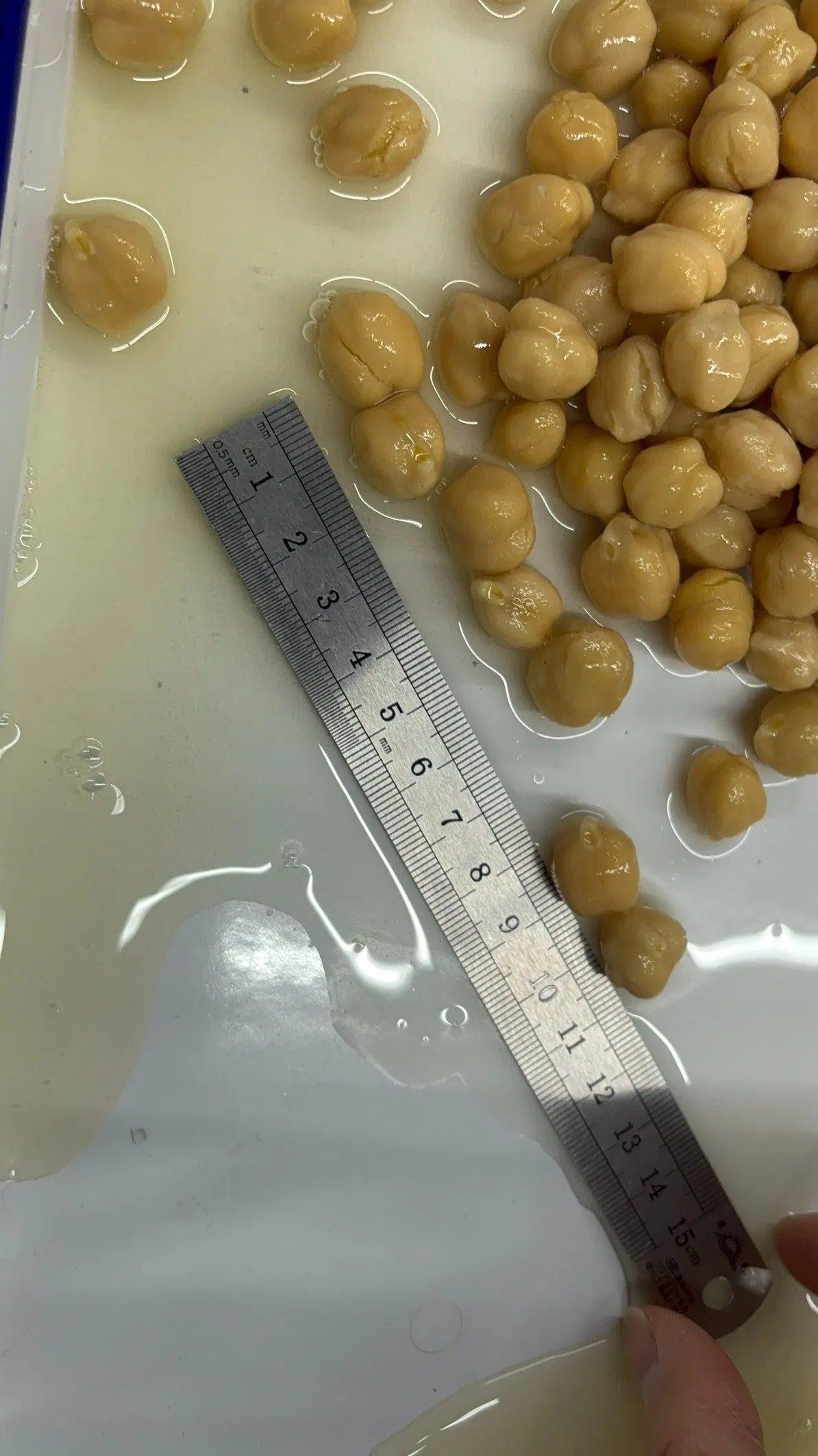 Proveedor chino OEM comida saludable garbanzos enlatados frijoles enlatados