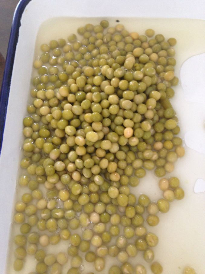 Conservas de fábrica china, guisantes verdes en salmuera