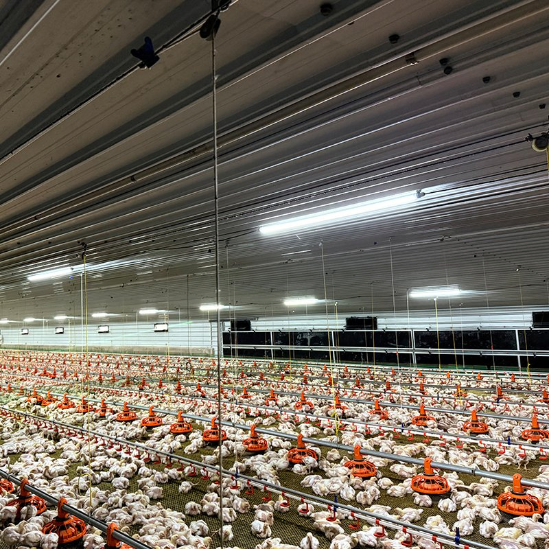 Efficient Chicken House Equipment with Low Labor Requirement Short Construction Time Energy Saving and High Economic Benefits