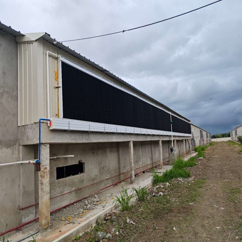 Hot Climate Broiler Equipment with Energy Efficient Design and Deep Litter Structure