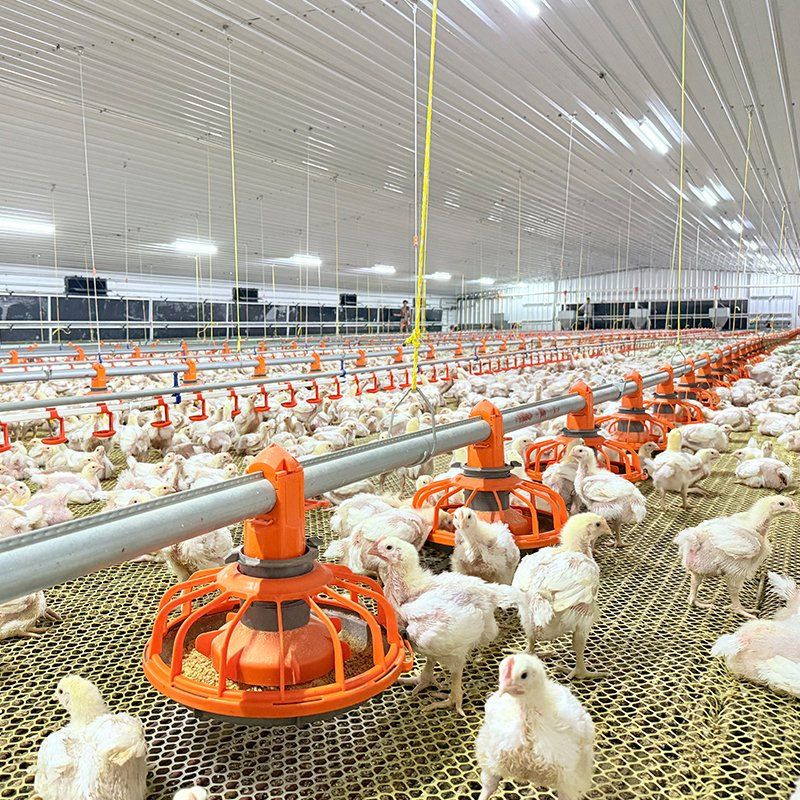 Efficient Chicken House Equipment with Low Labor Requirement Short Construction Time Energy Saving and High Economic Benefits