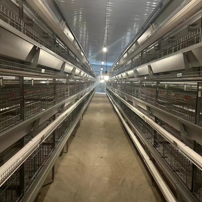 Energy-Efficient Lighting and Ventilation Systems Chicken Cage Equipment