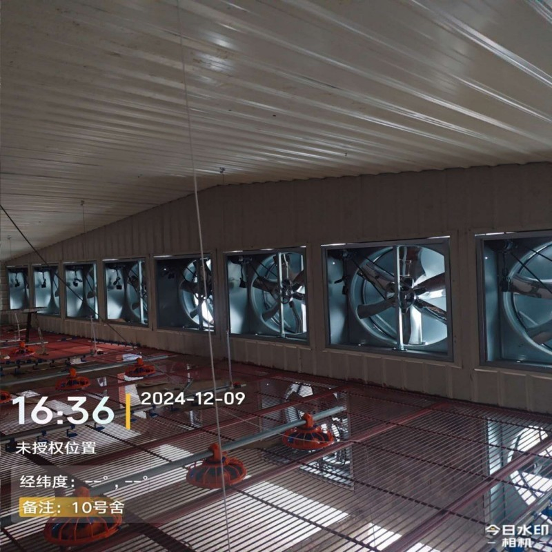 Hot Climate Broiler Equipment with Energy Efficient Design and Deep Litter Structure