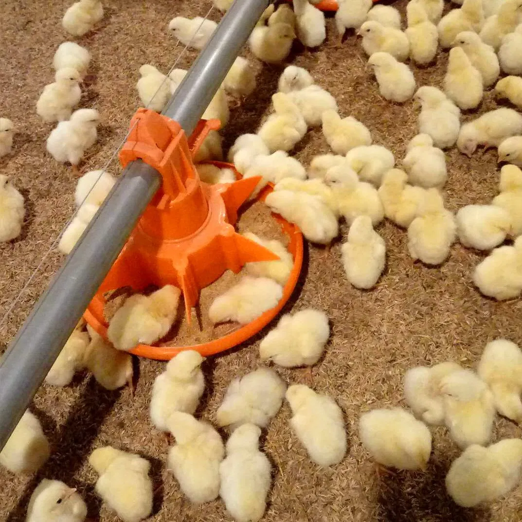 Poultry Equipment Broiler Feed Pan Without Grill