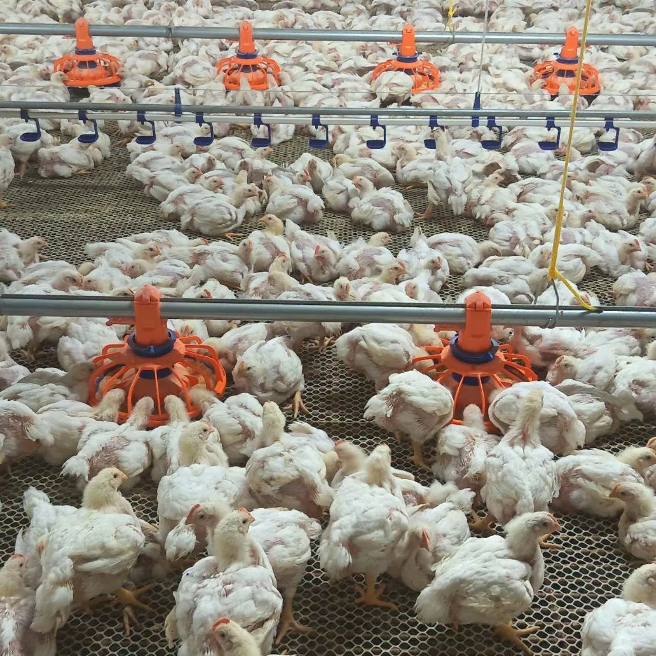 Energy-Efficient Broiler Equipment with Intelligent Air Circulation and Negative Pressure Ventilation Technology.