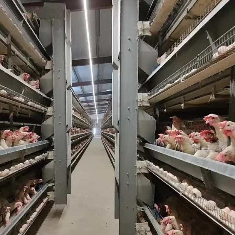 Energy-Efficient Lighting and Ventilation Systems Chicken Cage Equipment