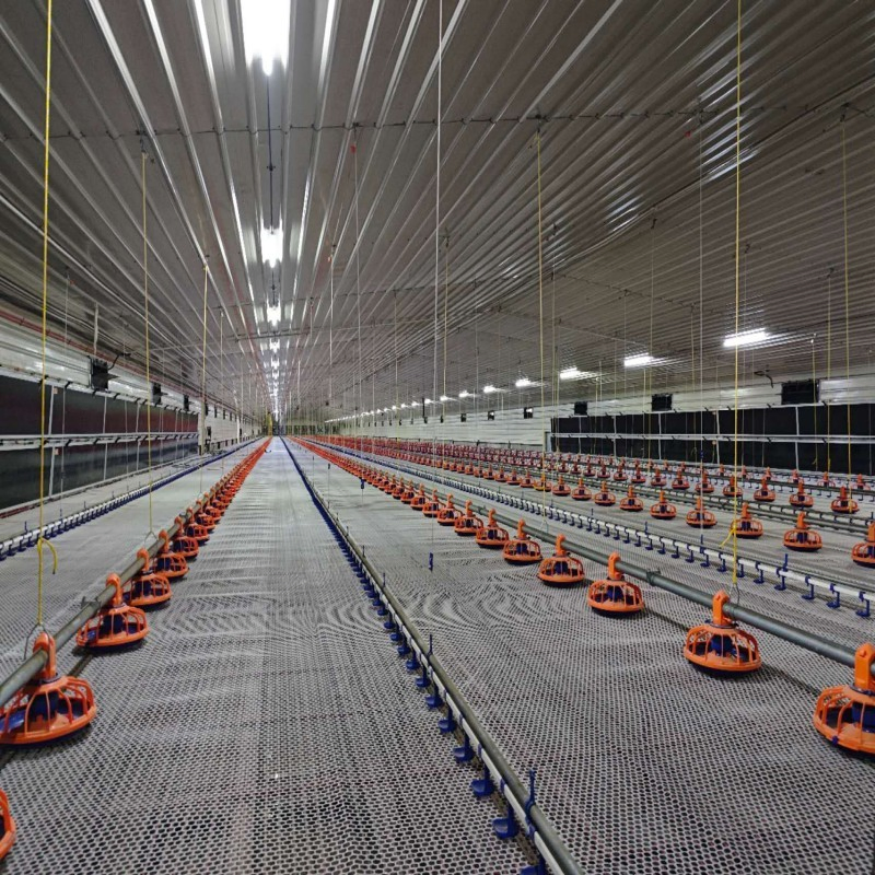 Hot Climate Broiler Equipment with Energy Efficient Design and Deep Litter Structure