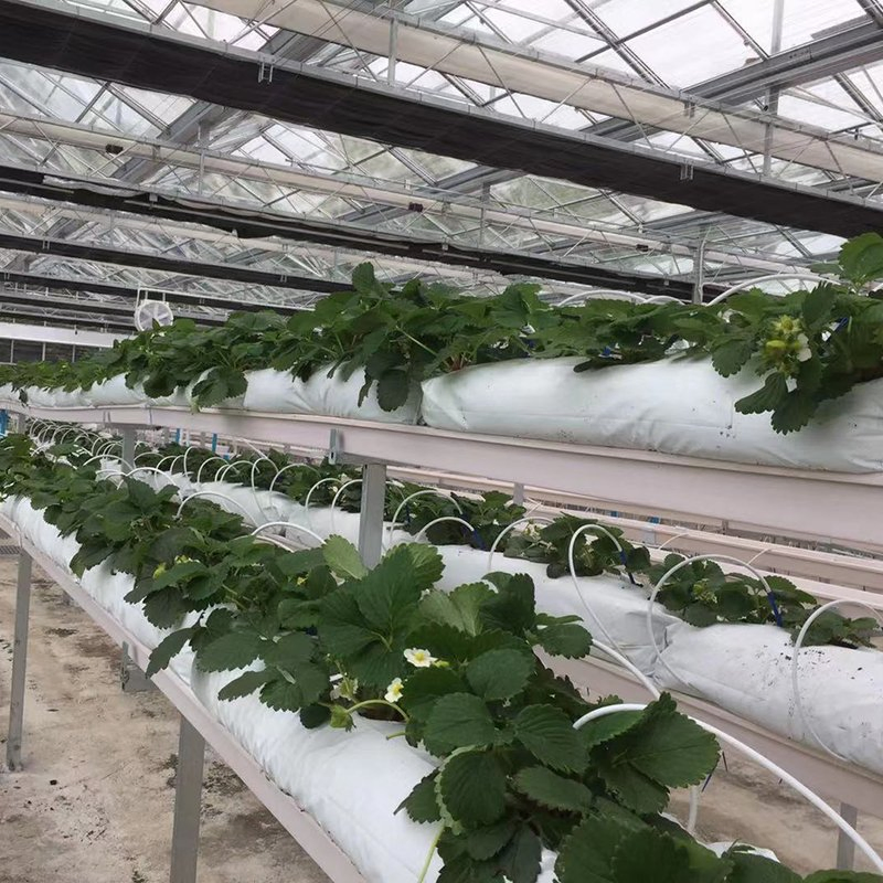 PVC Substrate Growing Gutter Nft Hydroponic Growing Systems for Strawberry in Greenhouse