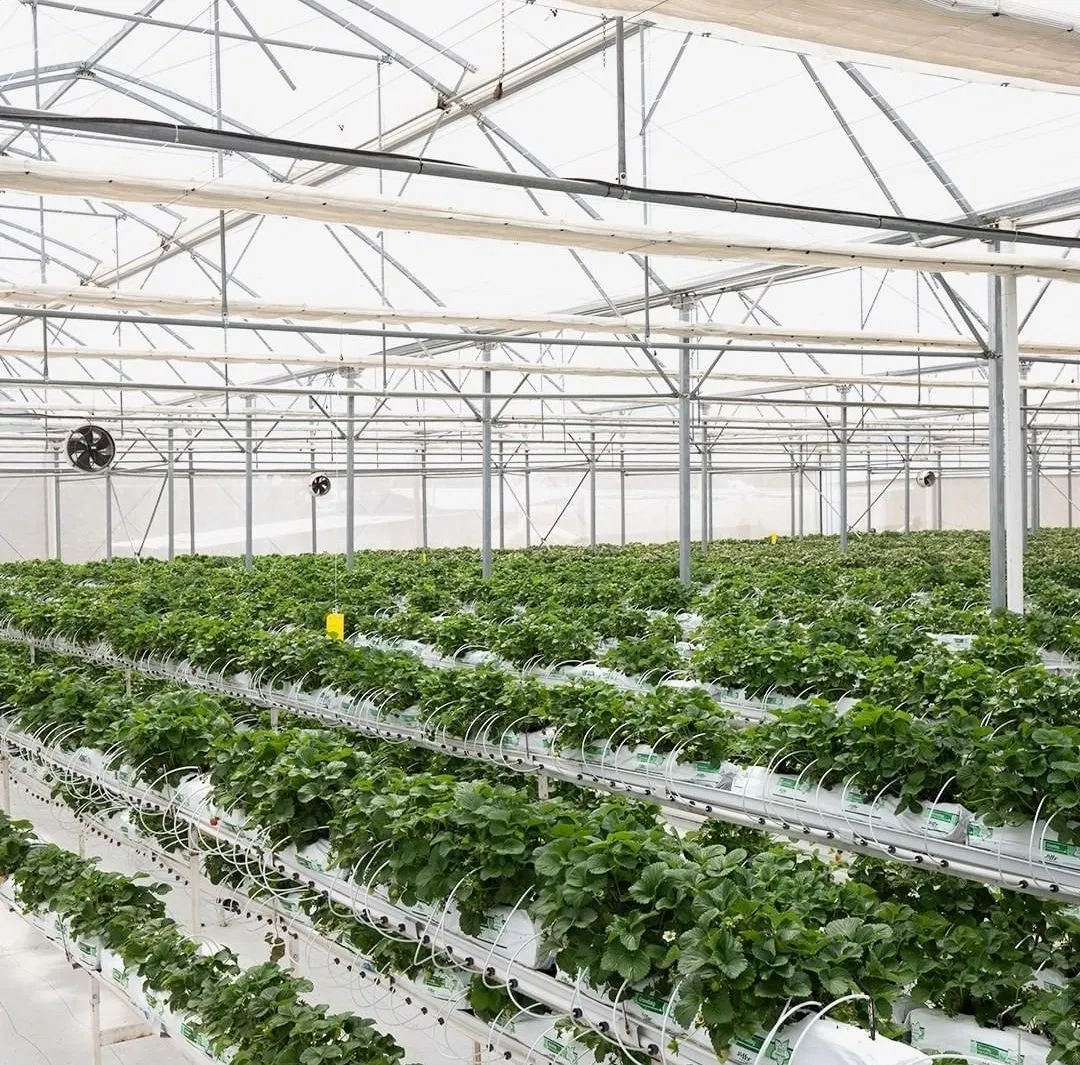 Hydroponic Cultivation Gutter Strawberry Grow Plastic Hydroponic System for Greenhouse