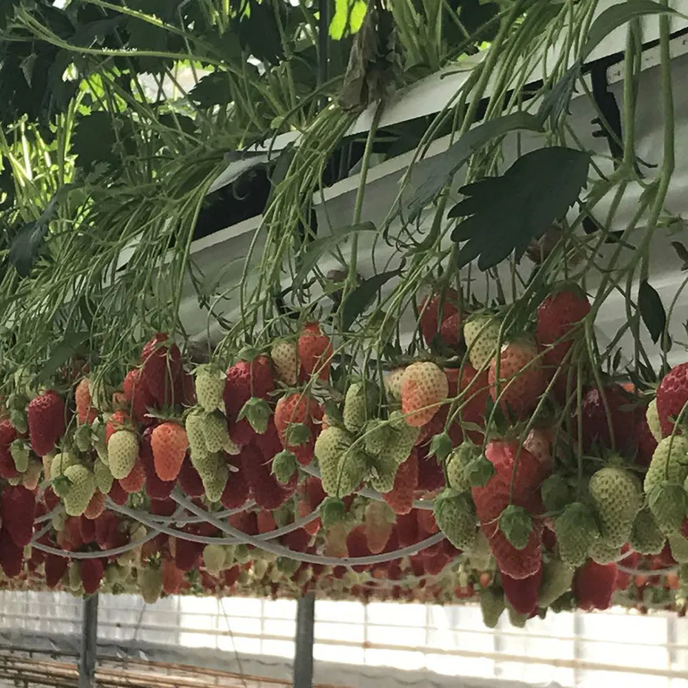 PVC Substrate Growing Gutter Nft Hydroponic Growing Systems for Strawberry in Greenhouse