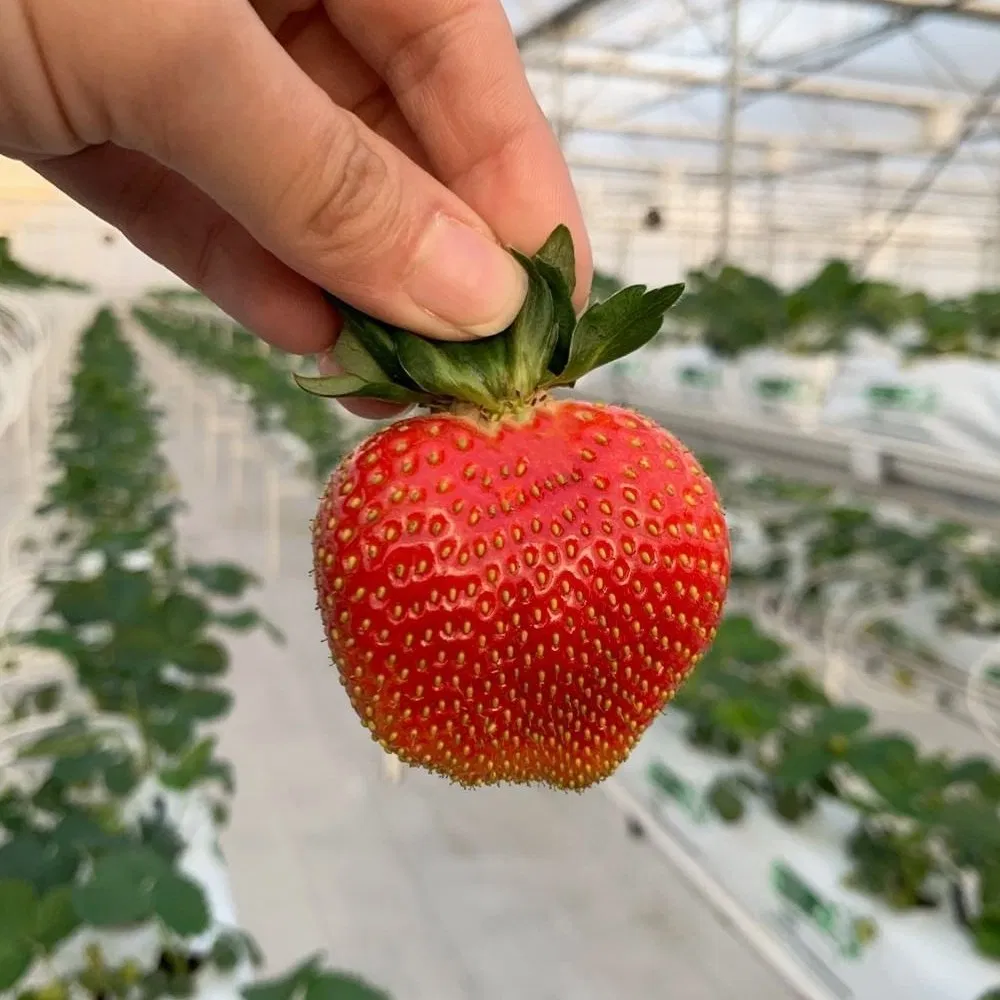 Strawberry Seedlings Oilcloth Commercial Nft Hydroponic Growing Gully System for Strawberry