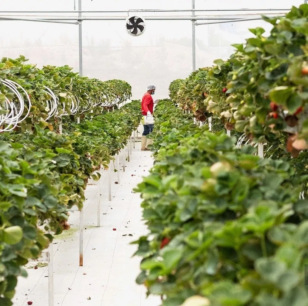 Hydroponic Cultivation Gutter Strawberry Grow Plastic Hydroponic System for Greenhouse