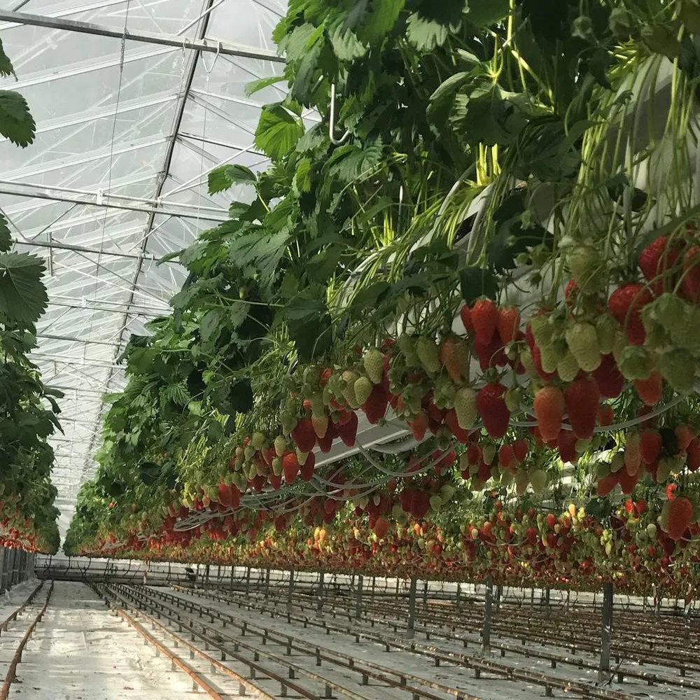 PVC Substrate Growing Gutter Nft Hydroponic Growing Systems for Strawberry in Greenhouse