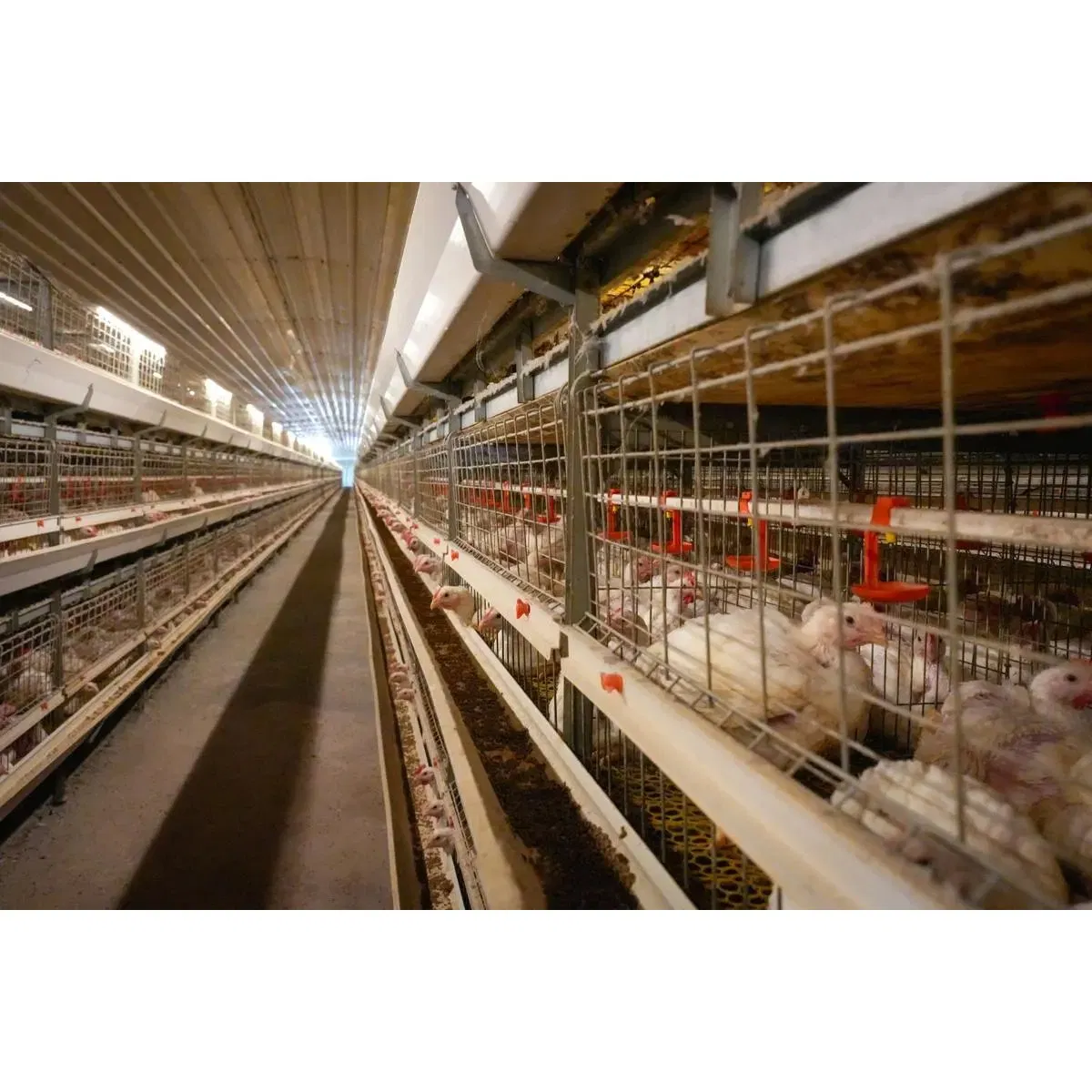 Low Cost Easy Install Prefabricated Prefab Portable Modern Mobile Expandable Luxury Shipping Container Light Steel Structure Chicken Poultry Frame House