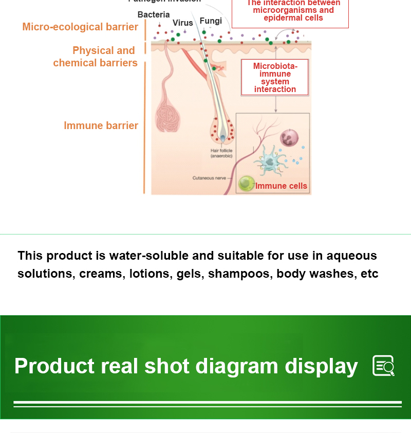 REHMANNIA CHINENSIS Root Plant Extract