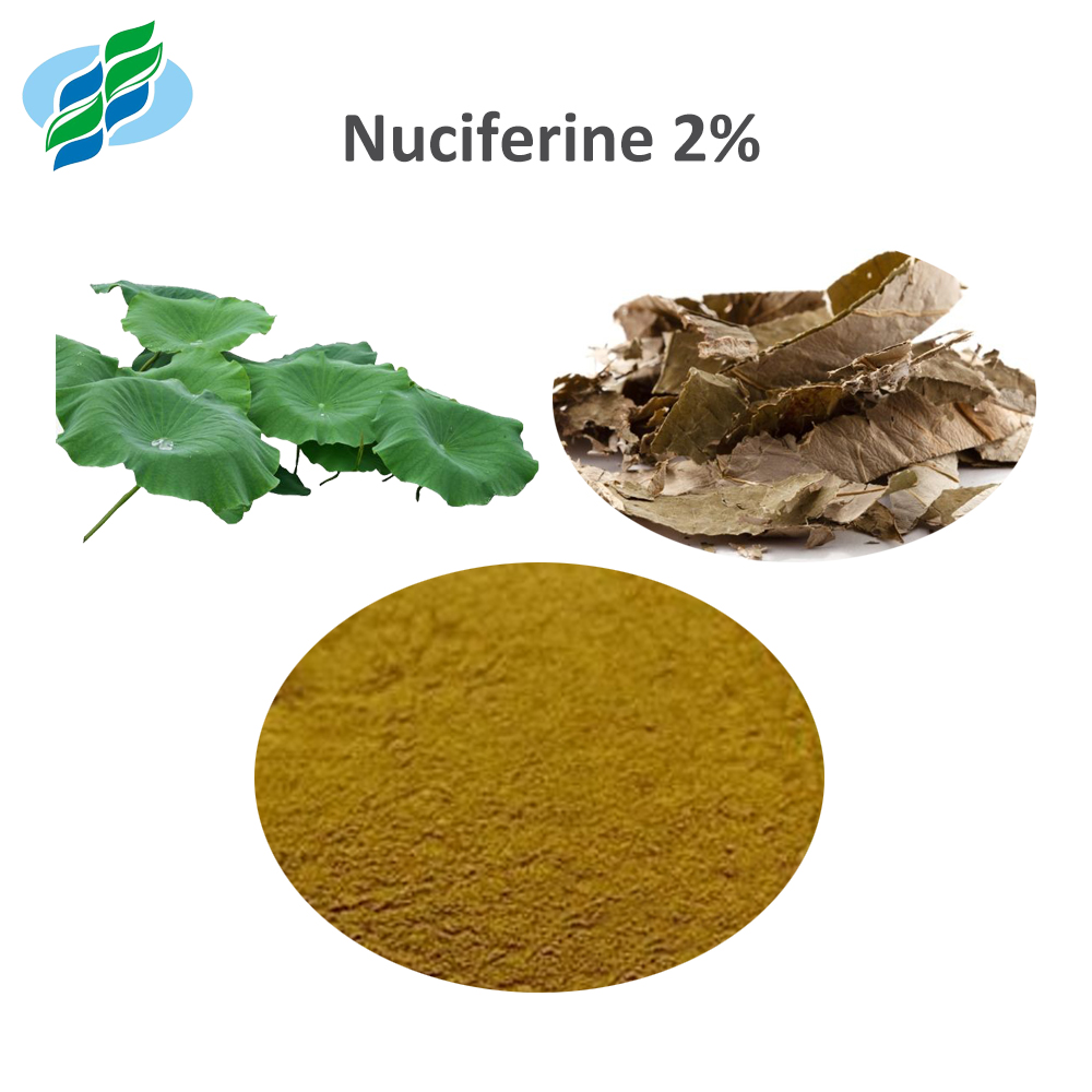Lotus Leaf Extract Nuciferine 2% Natural Plant Extract Manufacturer Direct Supply